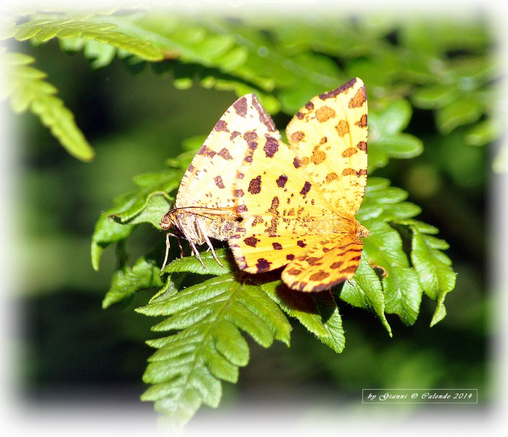 Farfalle da id. - Pseudopanthera macularia